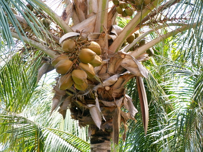 Coconut Palm (Cocos nucifera)