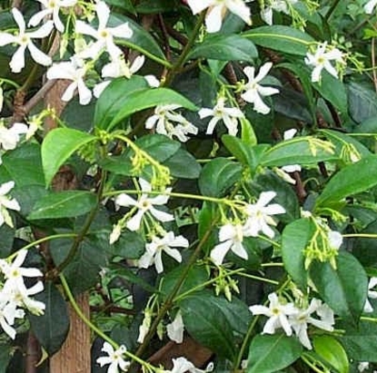 Confederate Jasmine (Trachelospermum jasminoides)