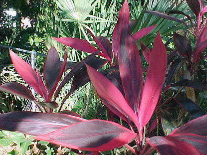 Cordyline – Red Ti or Red Sister  (Cordyline terminalis)