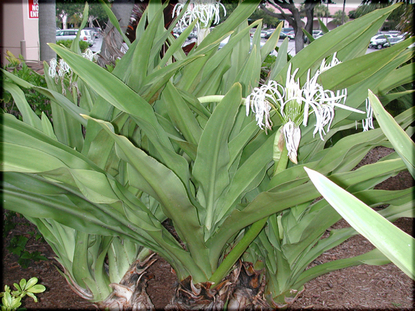 Crinum Lily (Crinum asiaticum)