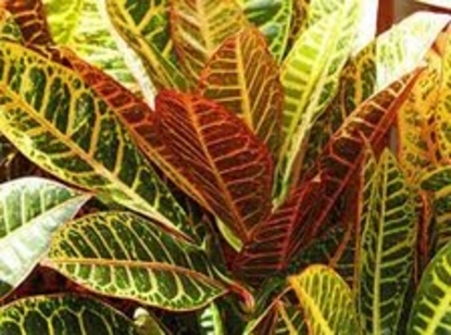 Croton (Codiaeum variegatum)