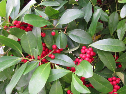 Dahoon Holly (Ilex cassine)