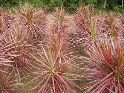 Dracena – Colorama (Dracaena marginata)