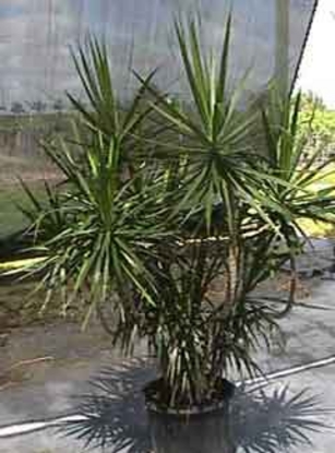 Dracena – Marginata (Dracaena marginata)