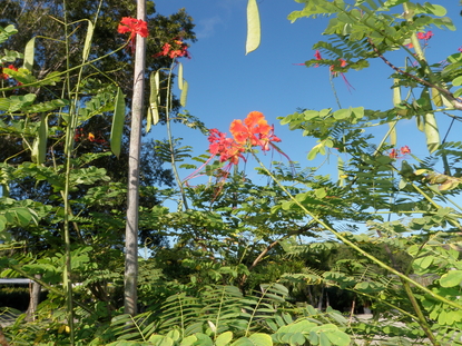 Caesalpinia Pulcherrima  Dwarf Poinciana