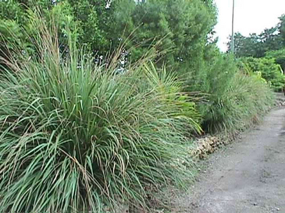 Fakahatchee (Tripsacum floridana)