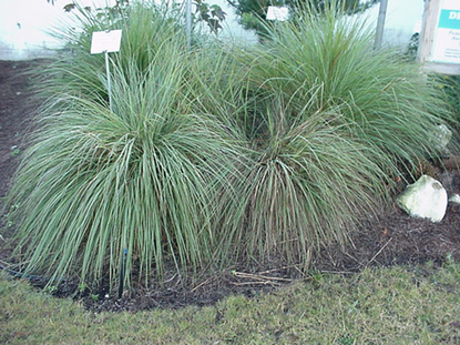 Fakahatchee - Dwarf (Tripsacum floridana)