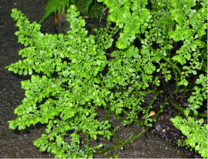 Fern – Artillery (Pilea microphylla)