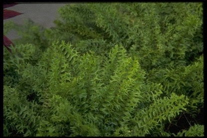 Fern – Fishtail (Nephrolepis falcate)