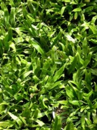 Fern â€“ Wart (Phymatosorus scolopendria)