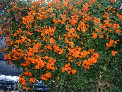 Flame Vine (Pyrostegia venusta)