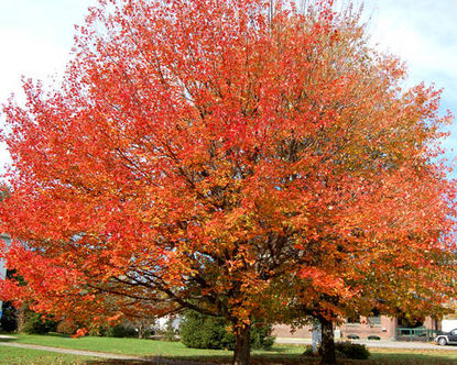 Florida Maple â€“ Red (Acer rubrum)