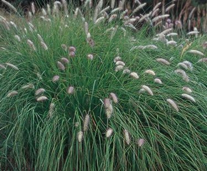Fountain Grass - White (Pennisetum setaceum)
