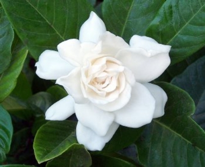 Gardenia Bush (Gardenia augusta)