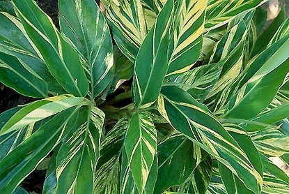 Ginger – Variegated (Costus arabicus)