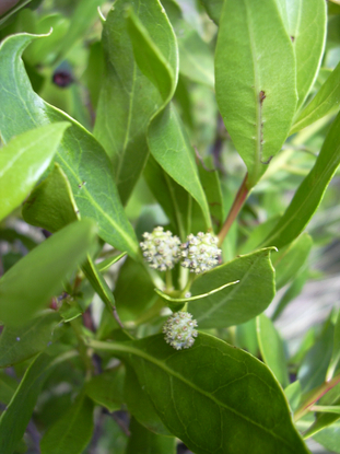 Green Buttonwood (Conocarpus erectus)