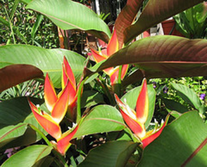 Heliconia (Heliconias)