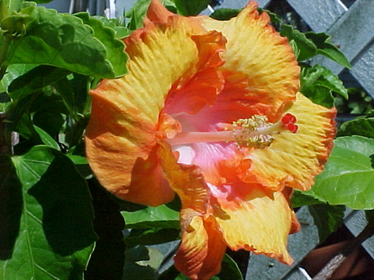 Hibiscus (Hibiscus rosa-sinensis)