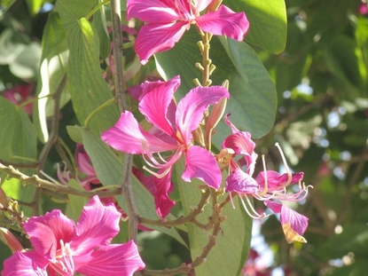 Hong Kong Orchid (Bauhinia X blakeana)