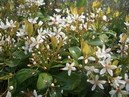 Indian Hawthorn (Raphiolepis indica)