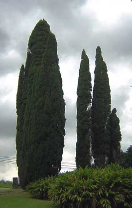 Italian Cypress (Cupressus sempervirens)