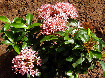 Ixora – Dwarf (Ixora taiwanenesis)