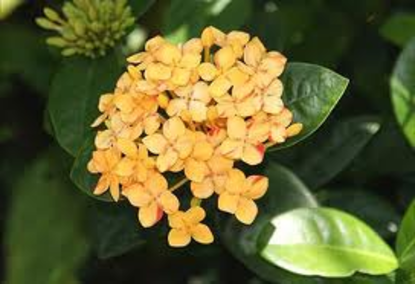 Ixora - Maui Yellow (Ixora cremata)
