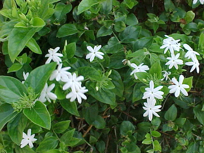 Jasmine – Downey (Jasminum multiflorum)