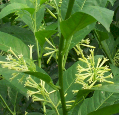 Jasmine - Night Bloom (Cestrum nocturnum)