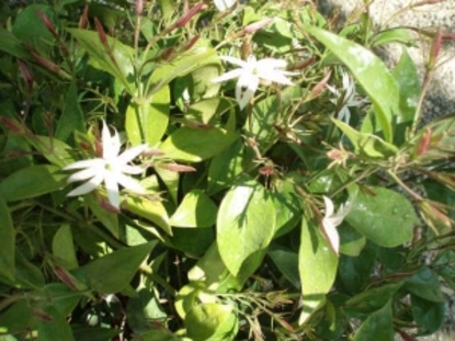 Jasmine – Star (Jasminum nitidum)