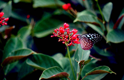 Jatropha (Jatropha hastata)