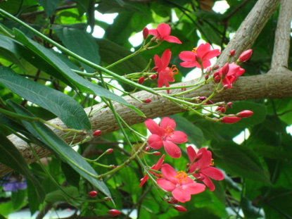 Jatropha (Jatropha integerrima)