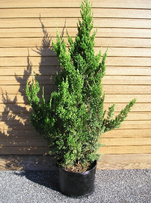 Juniper – Torulosa  (Juniperus chinensis)