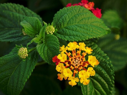 Lantana - Gold  (Disambiguation)