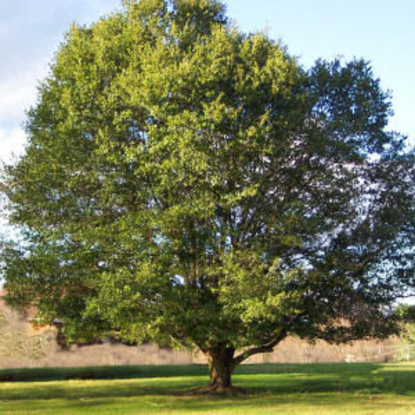 Live Oak (Quercus virginiana)