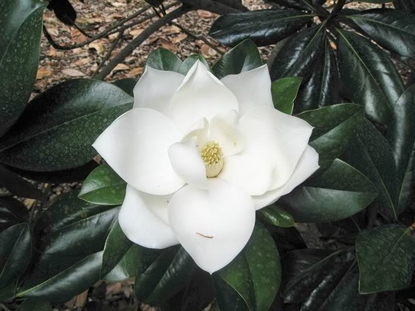 Magnolia – D. D. Blanchard (Magnolia grandiflora)