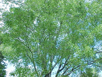 Mahogany (Swietenia mahogani)