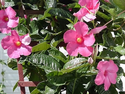 Mandevilla (Mandevilla splendens)