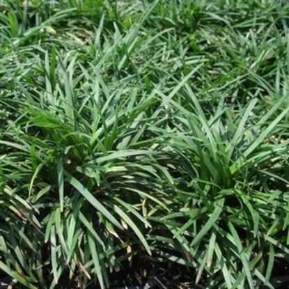 Mondo Grass – Dwarf (Ophiopogon japonicus)