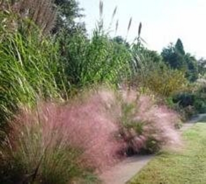 grass muhly muhlenbergia pink capillaris native florida ground covers