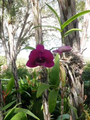 Orchid