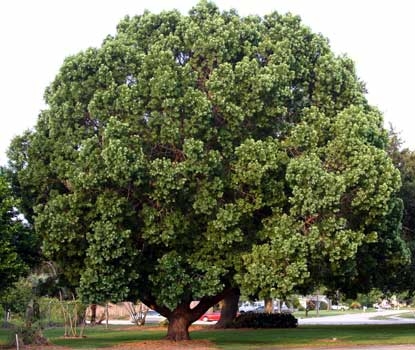 Podocarpus â€“ Weeping (Podocarpus gracilior)