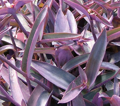 Purple Queen (Tradescantia pallida)