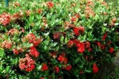 Ixora – Red (Ixora coccinia)