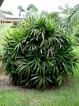 Rhapis Palm (Rhapis excelsa