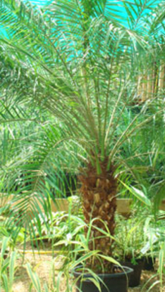 Robellini-Pigmy Date Palm (Phoenix robellini) 