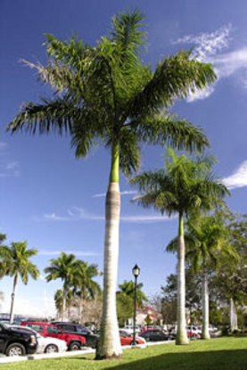 Royal Palm