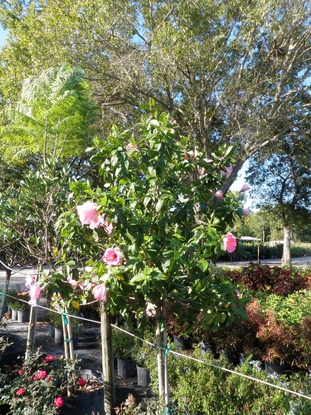 Hibiscus Tree Pink