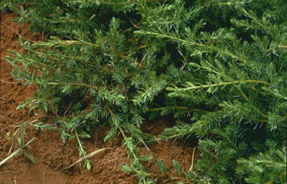 Shore Juniper (Juniperus conferta)