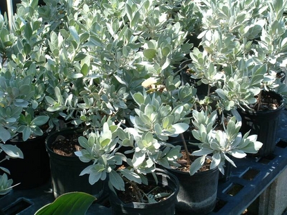 Silver Buttonwood (Conocarpus erectus)